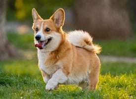 Prattville Parks and Recreation Dog Obedience Class