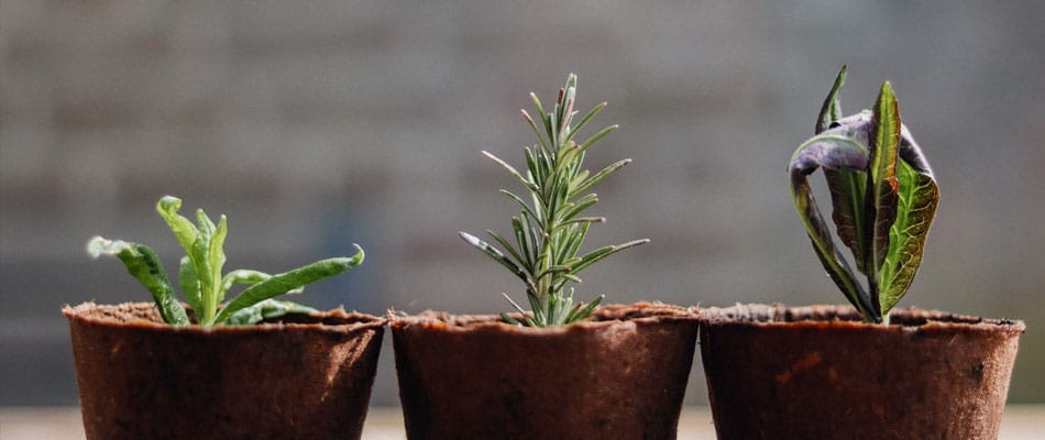 Master Gardener Class