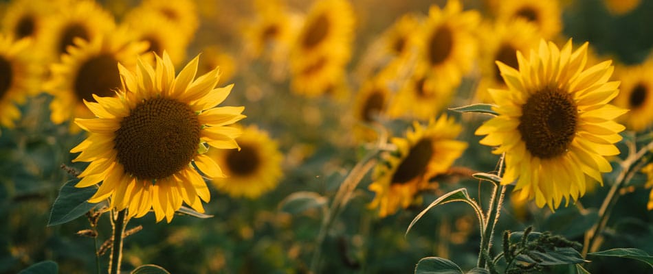 Prattville Fall Farmers Market