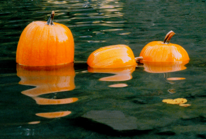 ACIC Paddles and Pumpkins